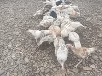 Turkeys — foto 2