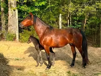 Yegua, Rocky Mountain Horse — foto 5