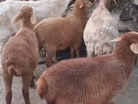 Sheep, Sheep — photo 2