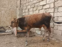 Buğa, Russian Black pied cattle — foto 4