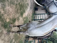 Hengst, Missouri foxtrotter — Foto 4