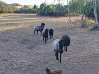 母羊, Karakul sheep — 照片 2