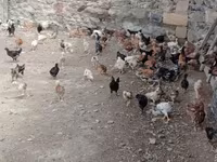 Chickens — foto 1