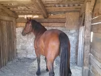 Égua, Međimurje horse — foto 5