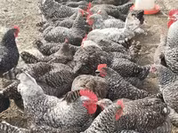 Chickens — photo 3