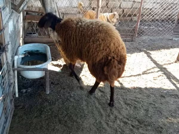 Qoç, Blackheaded Persian sheep — Azərbaycan