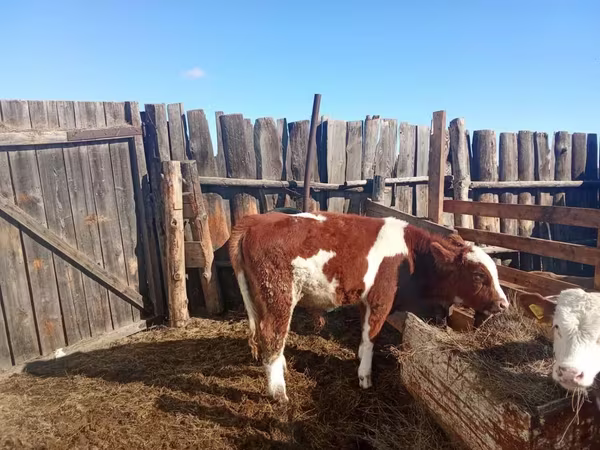 公牛, Simmental cattle