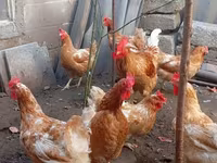 Chickens — 照片 5