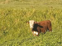Cow, Holstein breed — photo 5