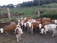 Toro, Simmental cattle — foto 1