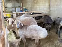 Sheep (batch, sex not specified), Arashan sheep — photo 5