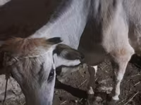 Cow, Cattle — photo 2