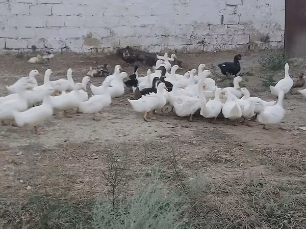 German Pekin — Azerbaijan