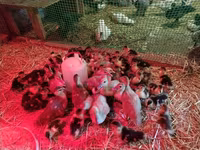 Ducks — photo 5