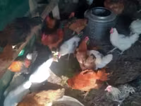 Chickens — الصورة 2