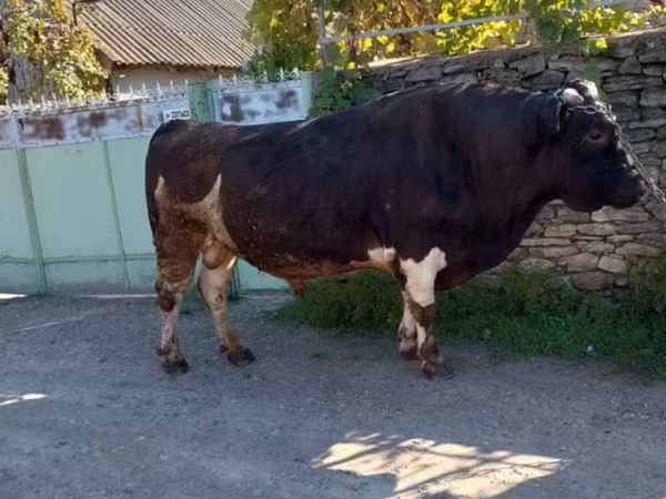 Býk, Skot