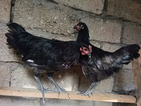 Australorp — Azərbaycan