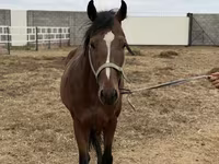 Caballo, Thoroughbred horse — foto 7
