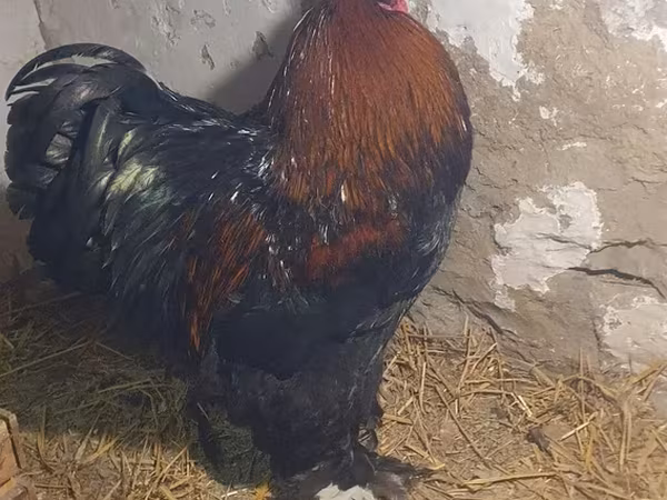 Brahma — Azerbaijan