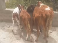 Buğa, Simmental cattle — foto 5