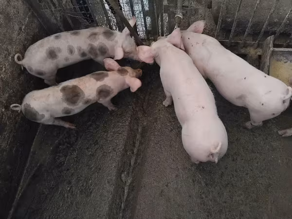 Porca, Porcos