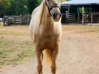 Hengst, Quarter Horse — Foto 7