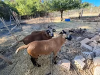 Ovce, Cameroon sheep — foto 6