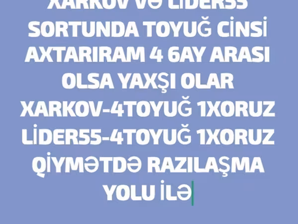 Chickens — Azerbaijan