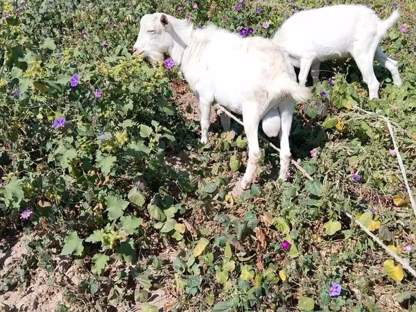 Keçi, Saanen goat