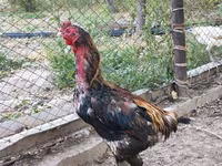 Derbişir Qırmızı Toppalı — foto 1