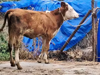 İnək, Simmental cattle — foto 5