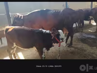 Cow, Simmental cattle — photo 3