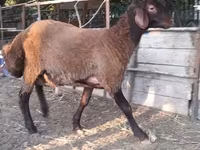 Qoyun, Blackheaded Persian sheep — foto 2