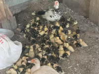 Ducks — photo 3