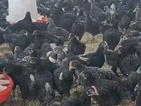 Chickens — foto 2