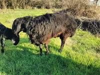 मेढ़ा, Tian-Shan semifinewool sheep — फ़ोटो 6