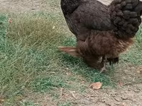 Brahma — photo 5