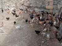 Chickens — foto 2