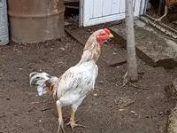 Chickens — foto 3