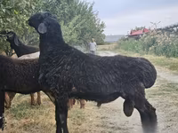 Qoç, Qoyunlar — foto 1