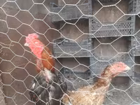 Chickens — फ़ोटो 6