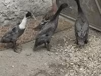إنديان رانر — الصورة 3