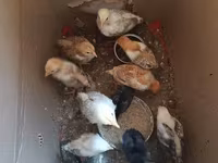 Chickens — photo 2
