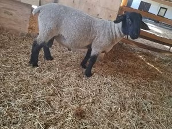 Baran, White Suffolk sheep