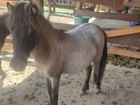 घोड़ी, Shetland Pony — फ़ोटो 6