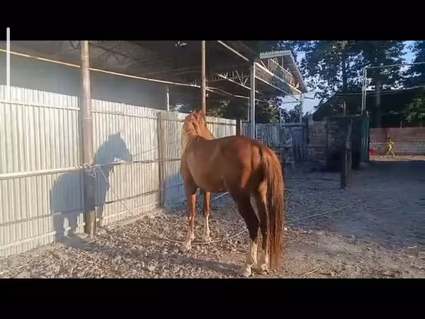 At, Standardbred — Azərbaycan