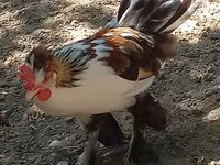 Japanese Bantam — photo 6