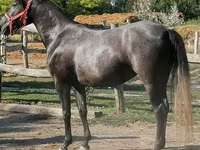 Caballo, Caballos — foto 3