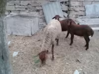 भेड़, भेड़ — फ़ोटो 7