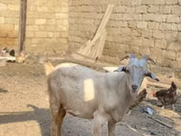 Goat, Goats — photo 1